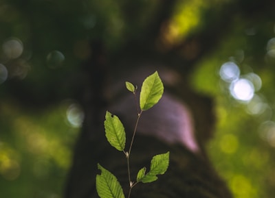 selective focus photography of green leafed plant