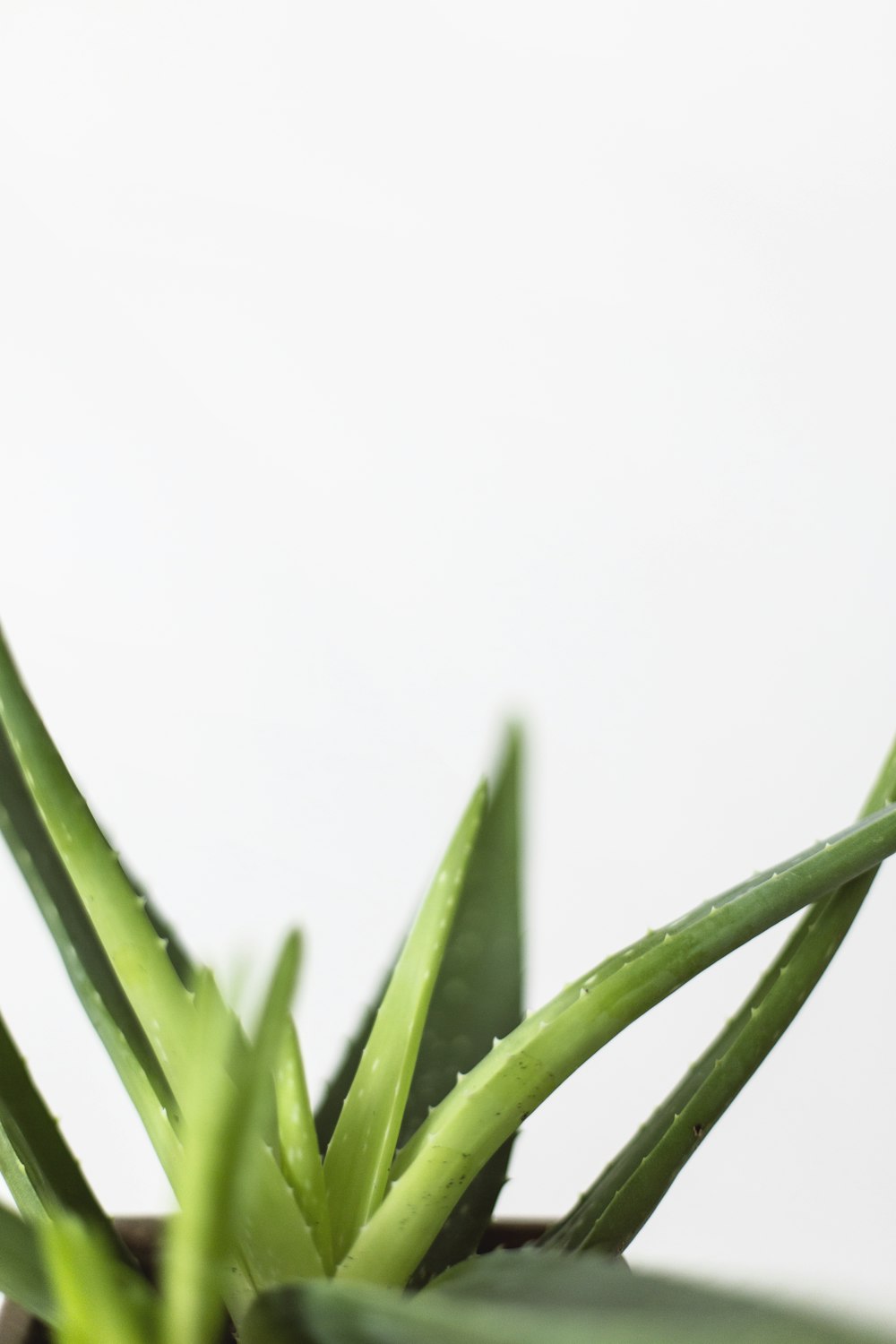 Grüne Aloe Vera