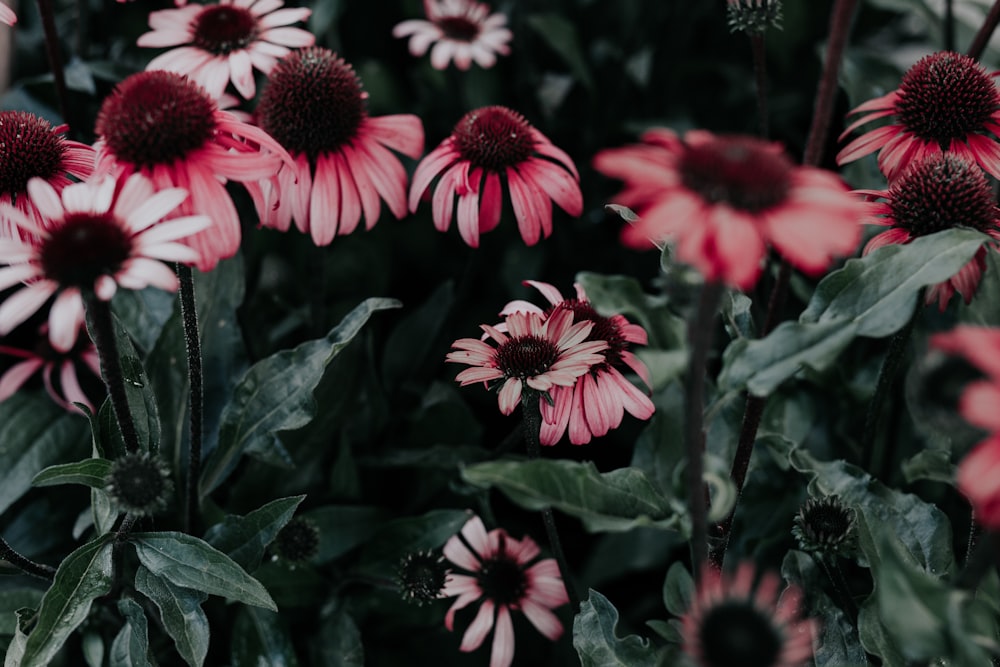 focus photography of pink petaled flowers