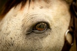 Close-up of a horse’s eyes reflecting trust and calmness in a natural outdoor setting