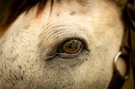 A close-up of a horse’s eye reflecting the surrounding nature and calm.