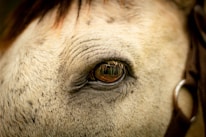 Close-up of a horse’s eye reflecting a team working together nearby.