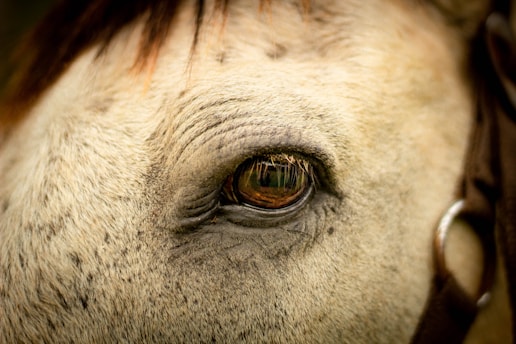 A close-up of a majestic horse's eye reflecting a serene pasture at dawn.