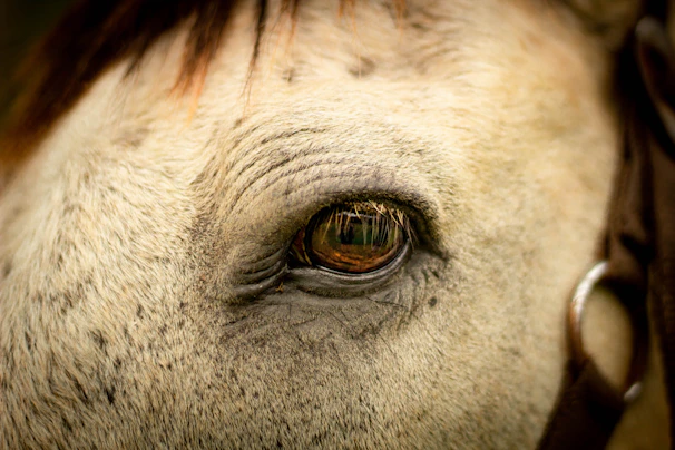 A close-up of a horse's eye reflecting the lush green landscape of Gran Canaria.