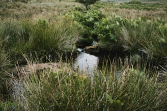 A serene landscape showing a restored natural area with flourishing vegetation and clean water.