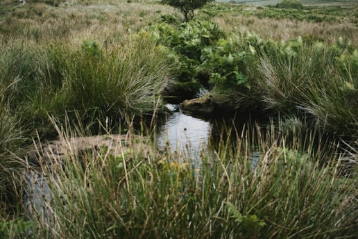 A serene landscape showing a restored natural area with flourishing vegetation and clean water.