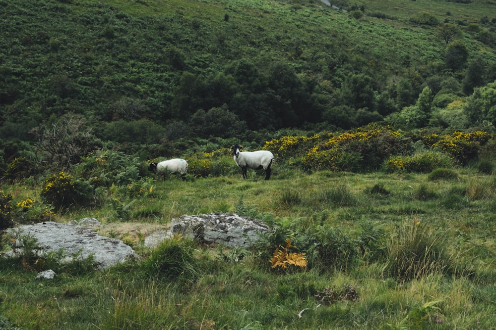 two black-and-white goat on green grass