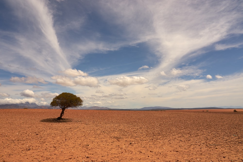 árbol de hoja verde bajo el cielo nublado