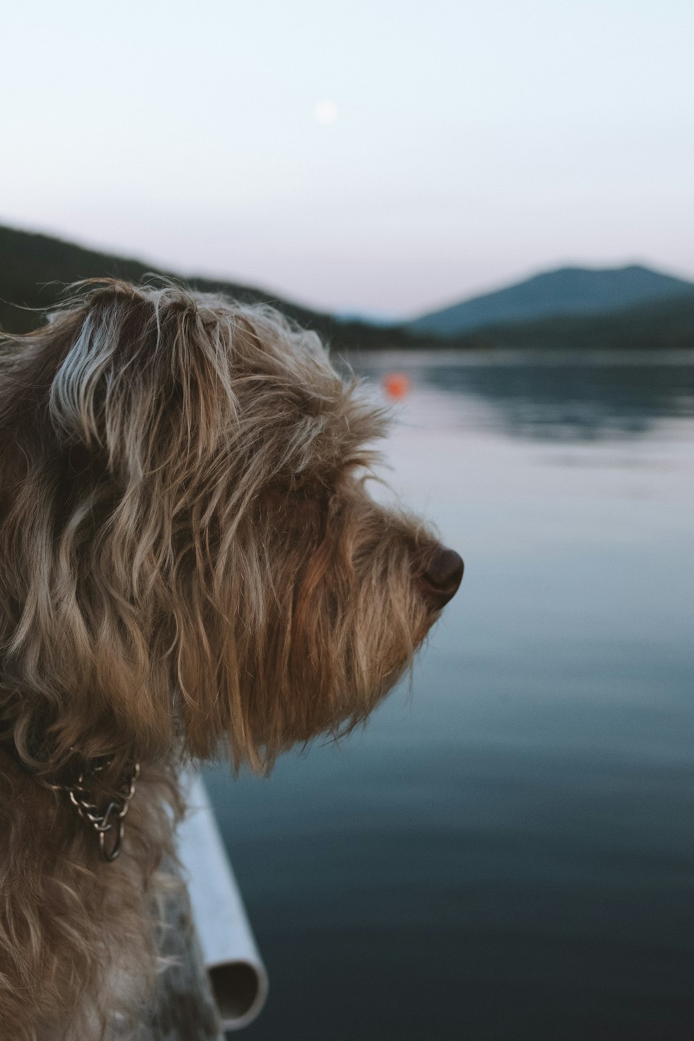 cão bronzeado de pelo longo perto do corpo de água