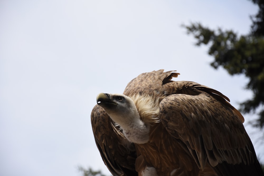 brown vulture