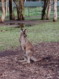 A kangaroo is standing upright on a patch of grassy ground, surrounded by several trees with light-colored trunks. In the background, there is a structure made of horizontal blue panels and a dense area of green foliage.