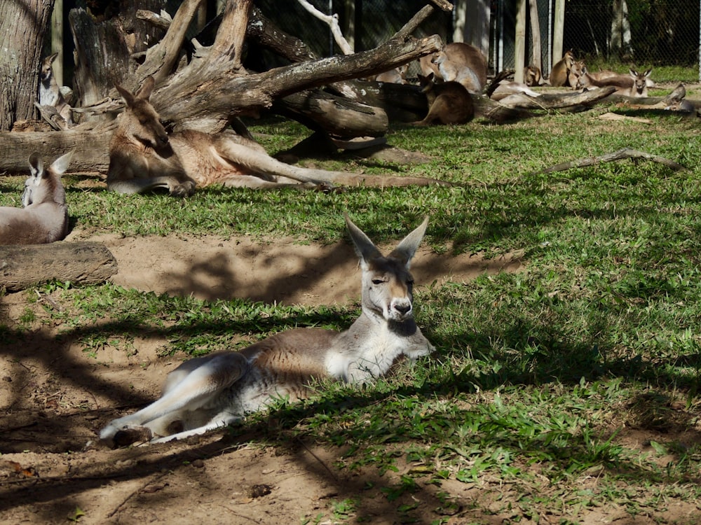 Cangurus em repouso