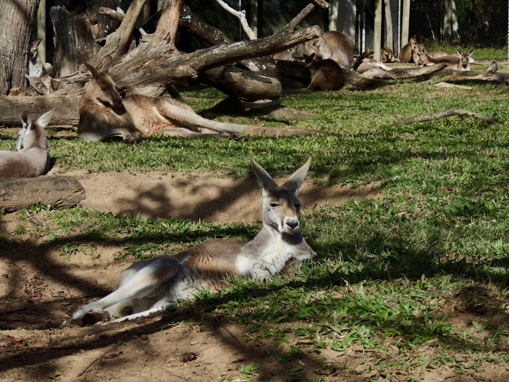 resting kangaroos