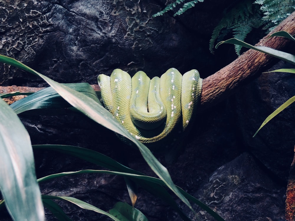 serpiente verde en la rama de un árbol