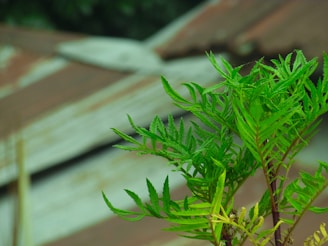 Close-up of sleek, rust-proof pruning shears resting on fresh green leaves.