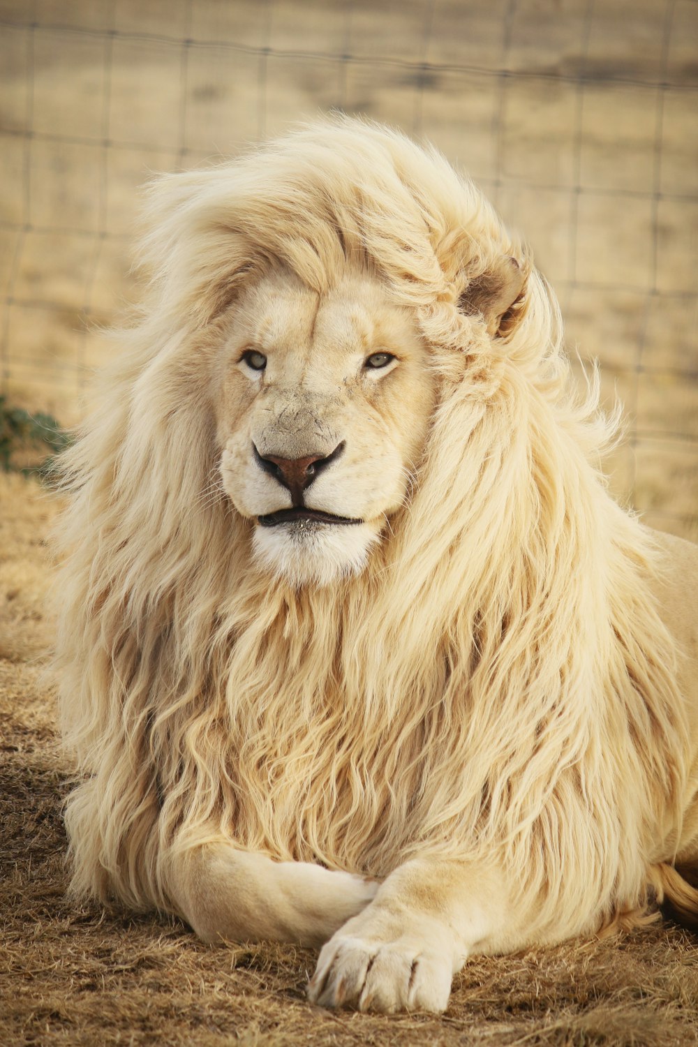 león tendido en el suelo