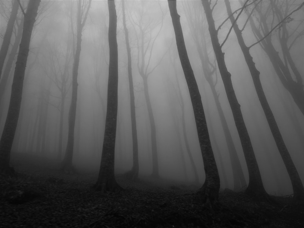 صورة مخيفة لغابة مظلمة تملائها الاشجار الخالية من الاوراق