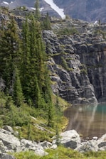 trees on rock mountain