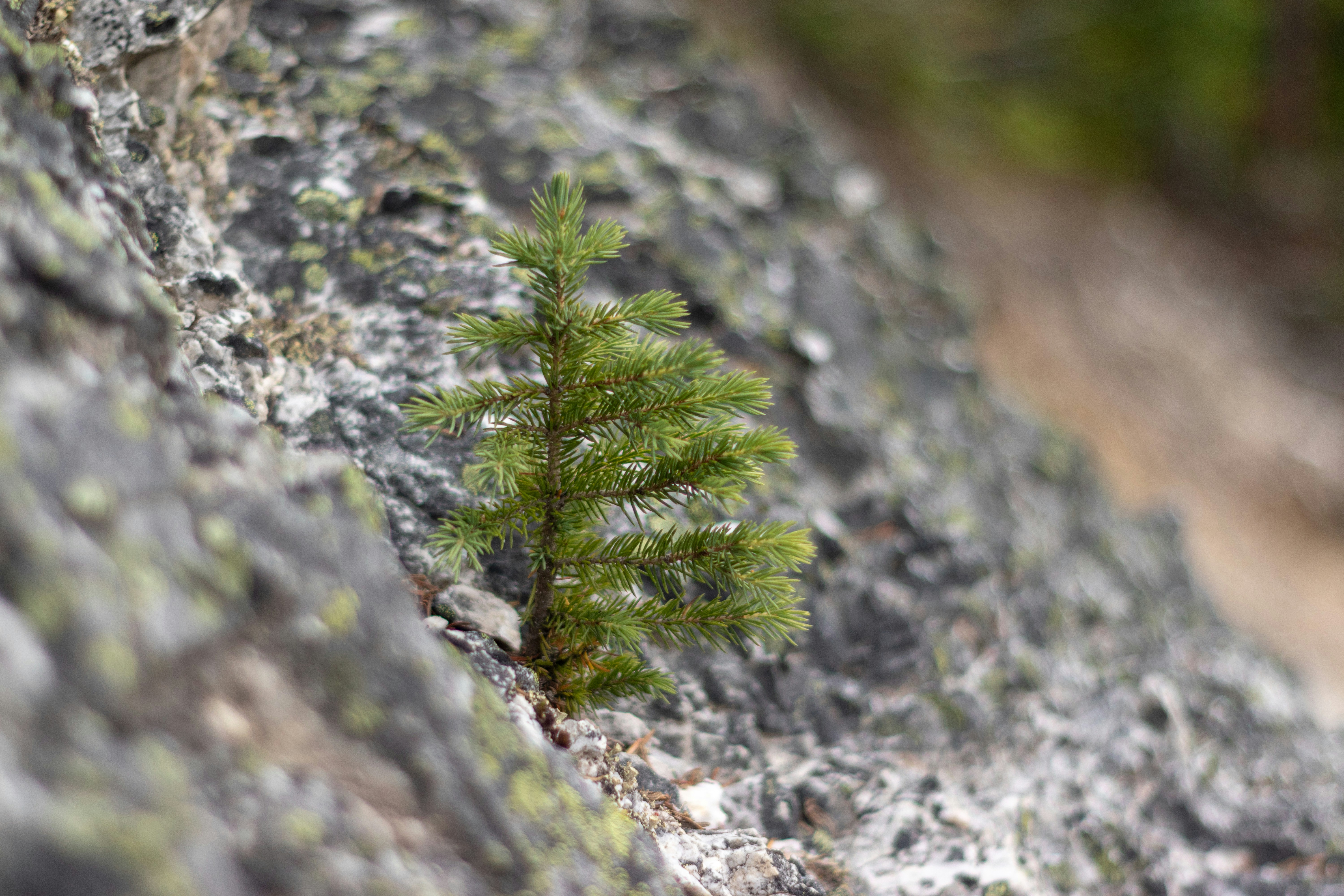 The Small Tree's Journey: A Testament to Perseverance and Resilience