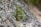 A small evergreen sapling grows resiliently on a rugged, rocky surface. The background consists of blurred rock textures, emphasizing the isolated beauty and perseverance of the solitary tree.