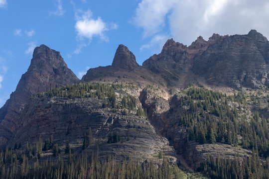 pine trees on mountain in Wiwaxy Peaks Canada