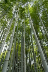 low-angle photography of trees