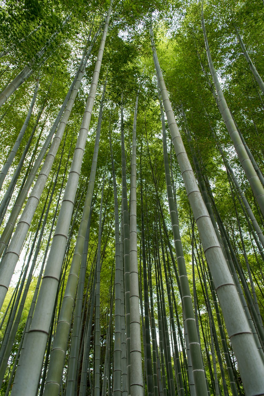 low-angle photography of trees