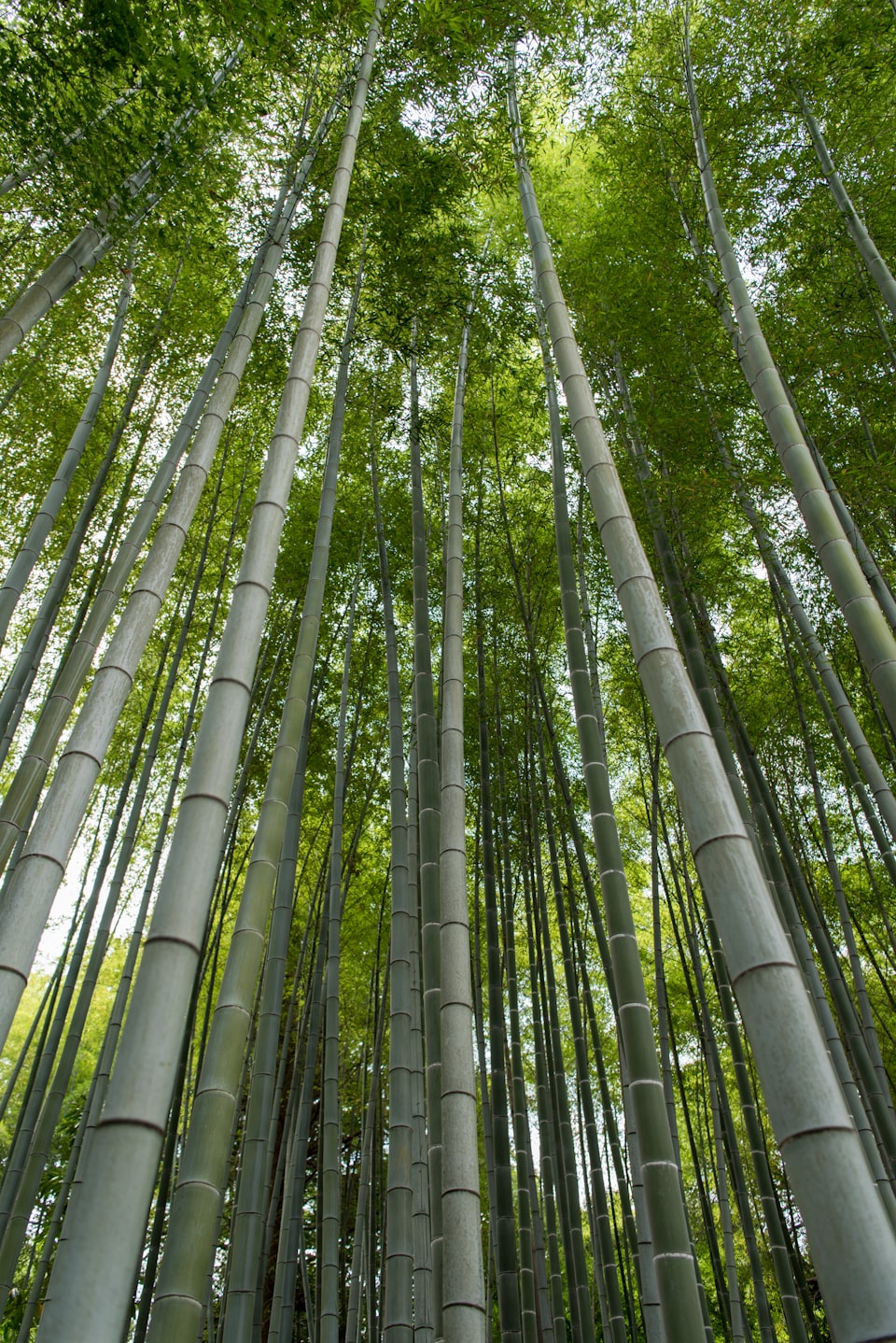 Artificial intelligence, natural bamboo