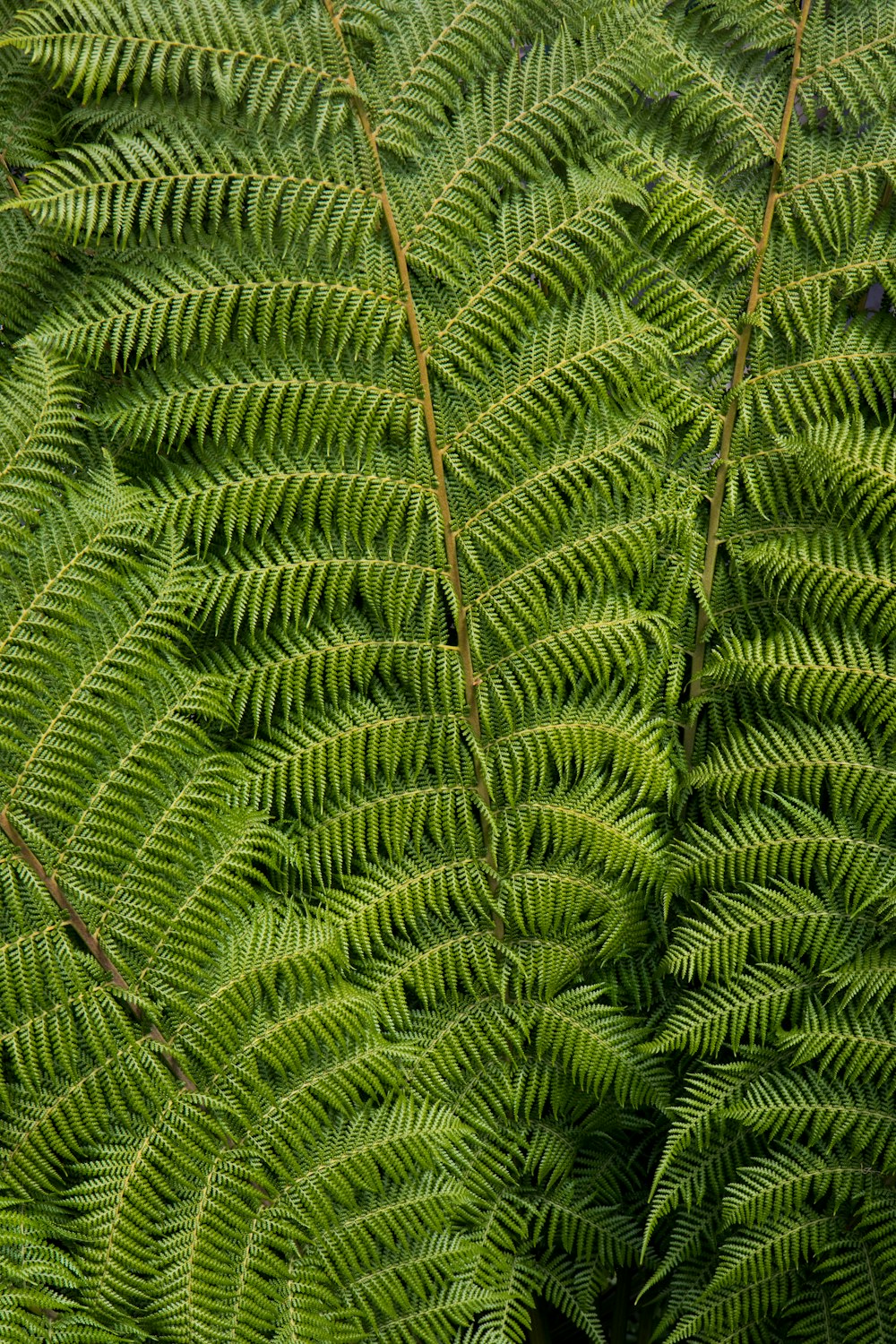 green leafed plant