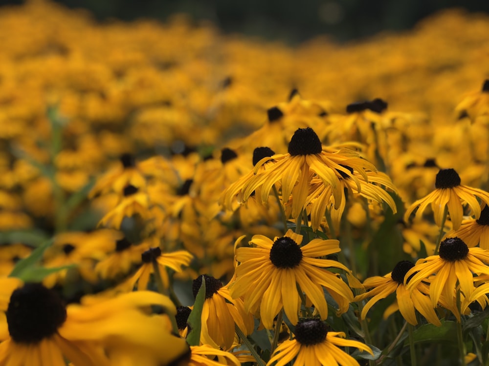 yellow petaled flower field