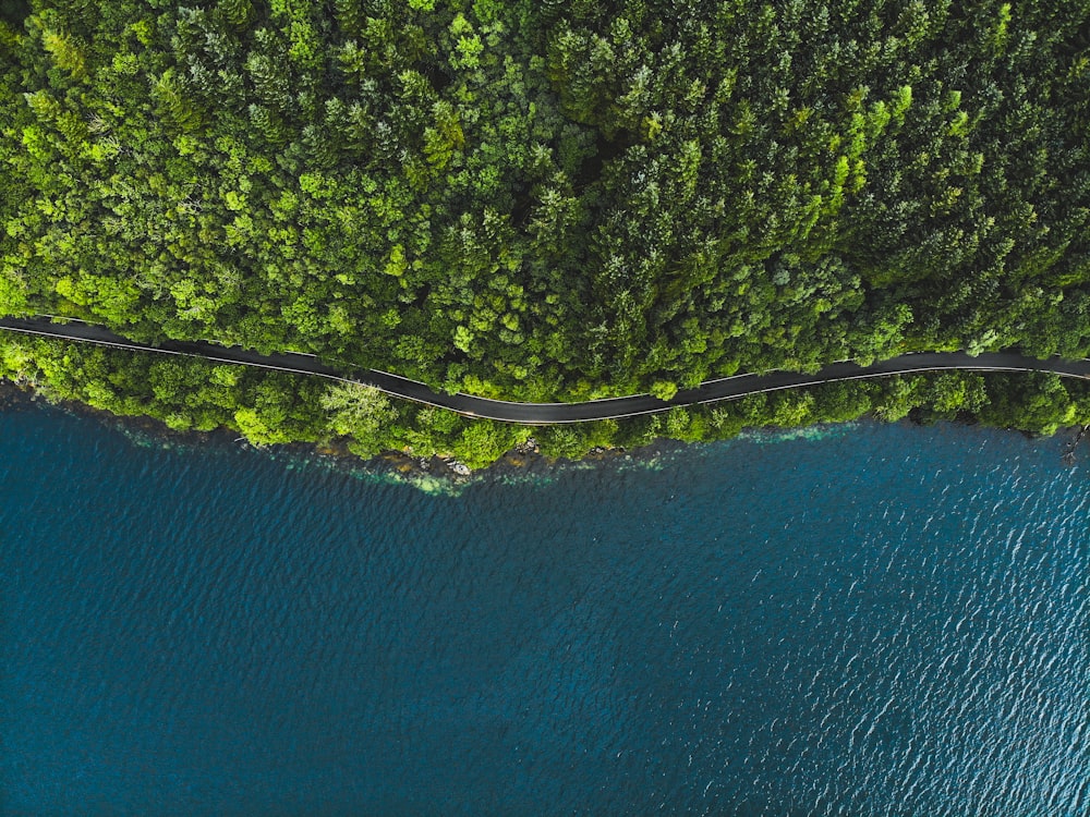 aerial photo of trees near body of water