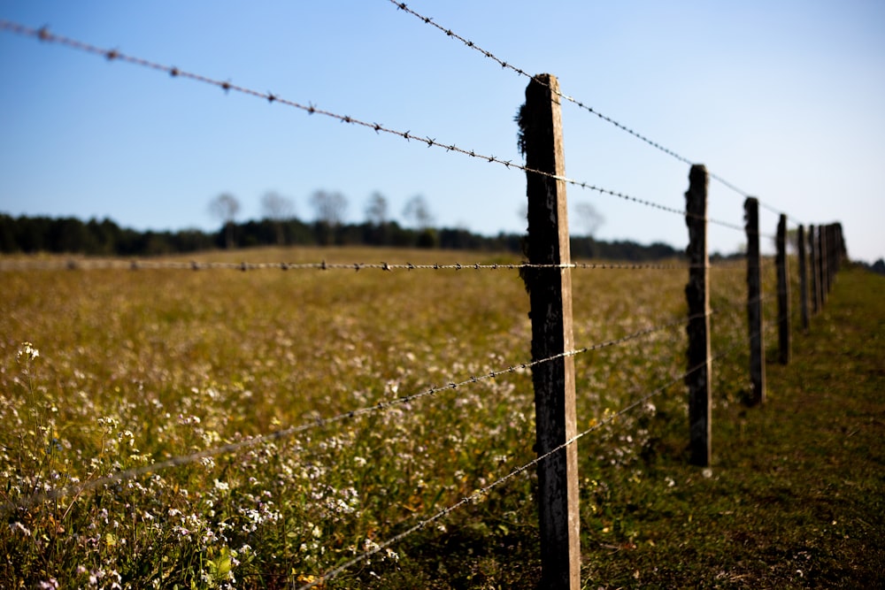 wide angle photo of brown grass field