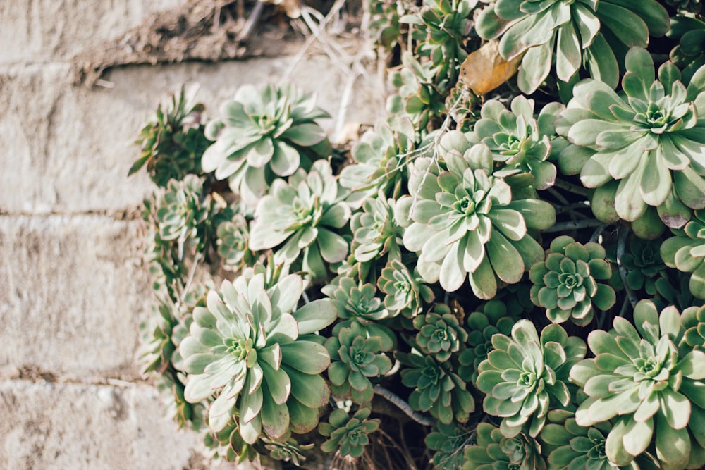 green succulent plants