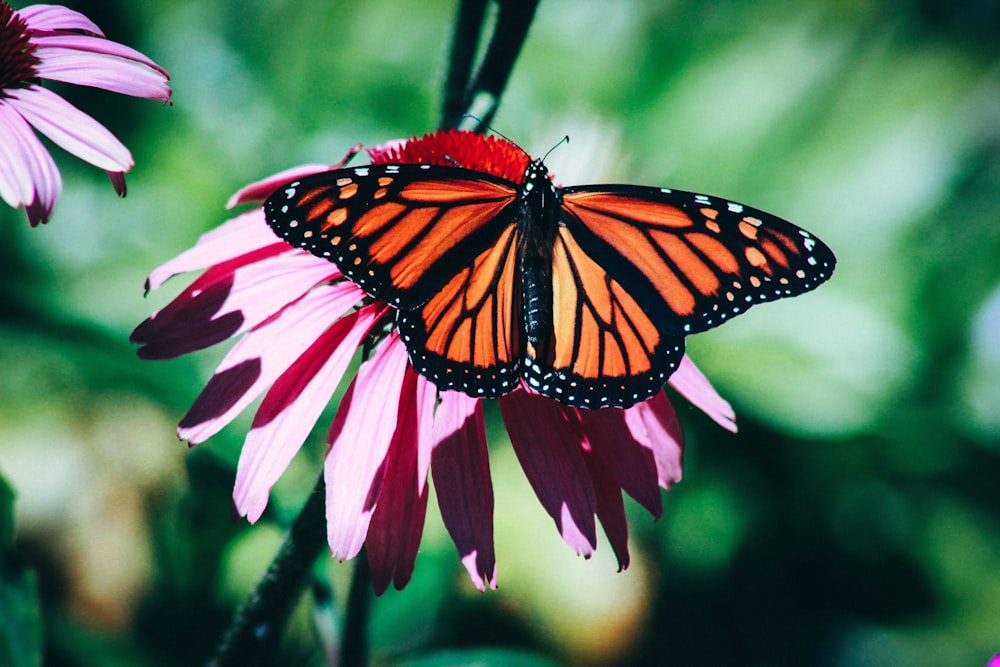 close-up photography of monarch butterfly on red flower