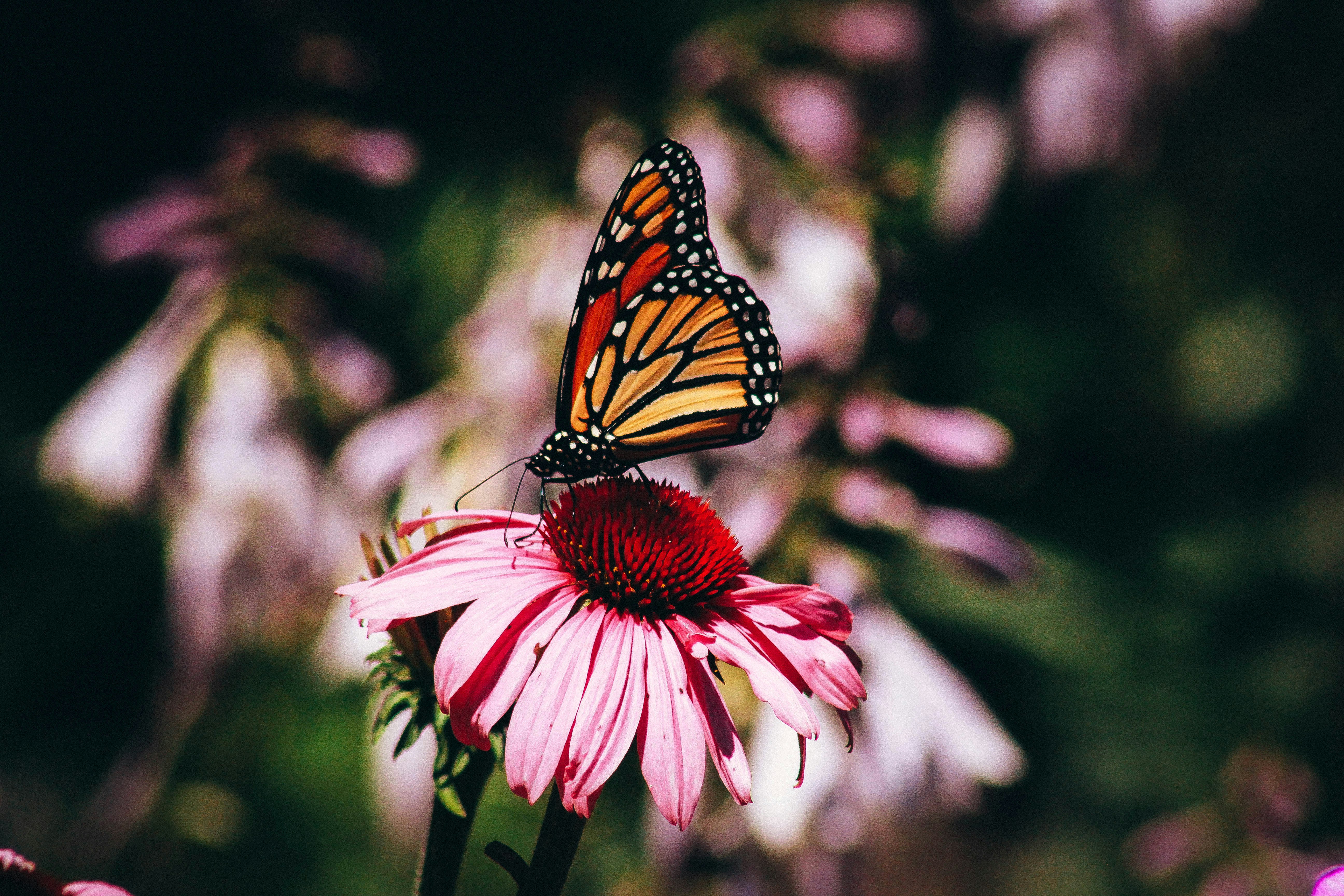 Butterflies are some of the most uniquely beautiful creatures on earth, and they've infatuated some of history's greatest artists. They've also infatuated many in our amazing community of photographers, and Unsplash has a collection of butterfly images that's unparalleled in quality. Always free on Unsplash.