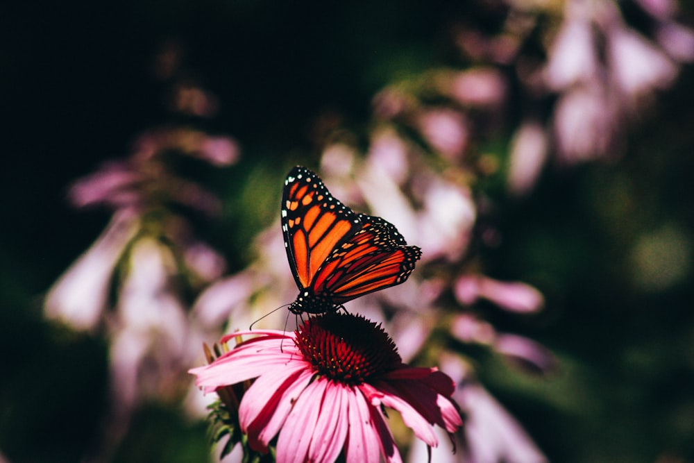 orange butterfly on top of pink bloom