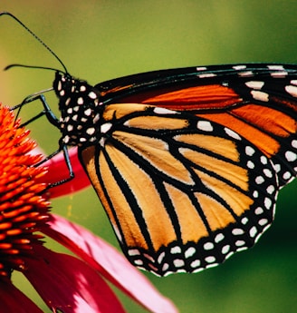 close-up photography of monarch butterfly on flower
