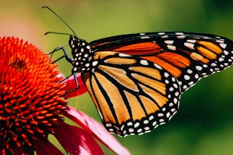 close-up photography of monarch butterfly on flower