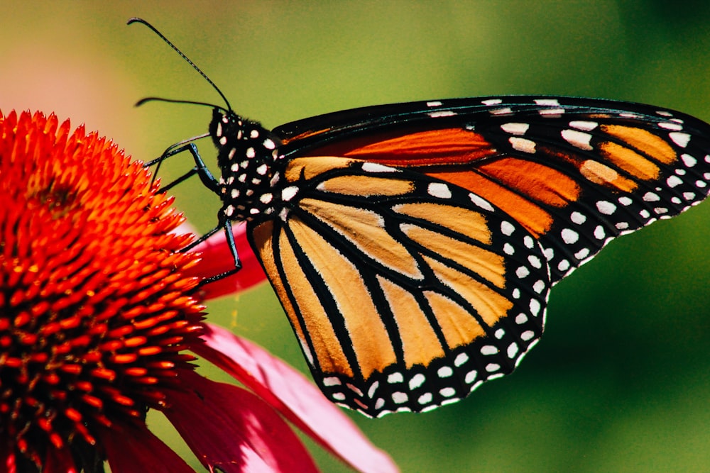 Fotografía de primer plano de la mariposa monarca en flor