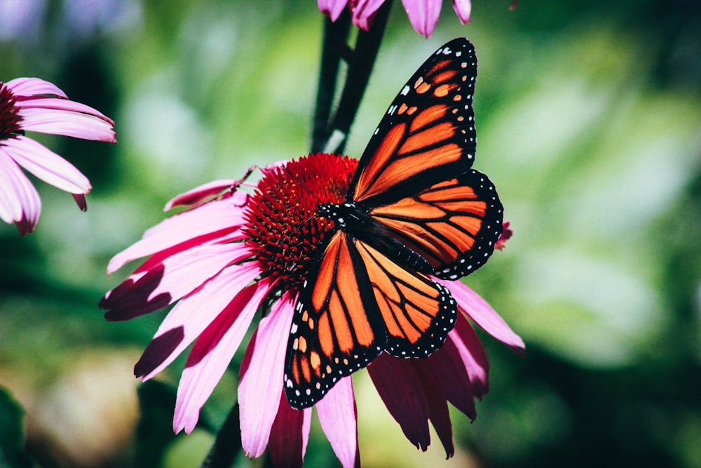 orange and black butterfly