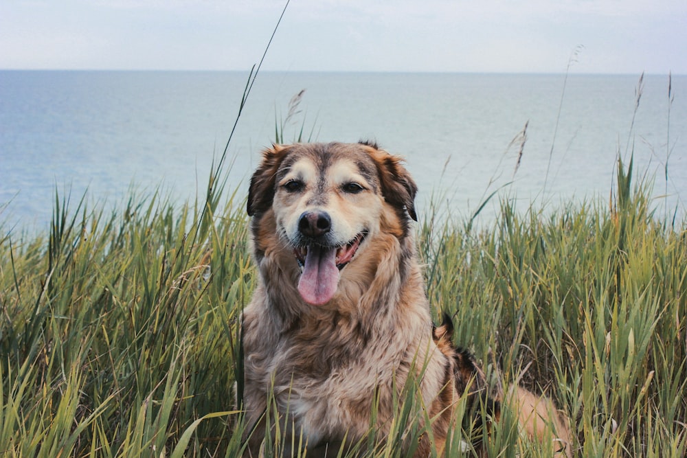 tan and black dog surrounded with grasses photo