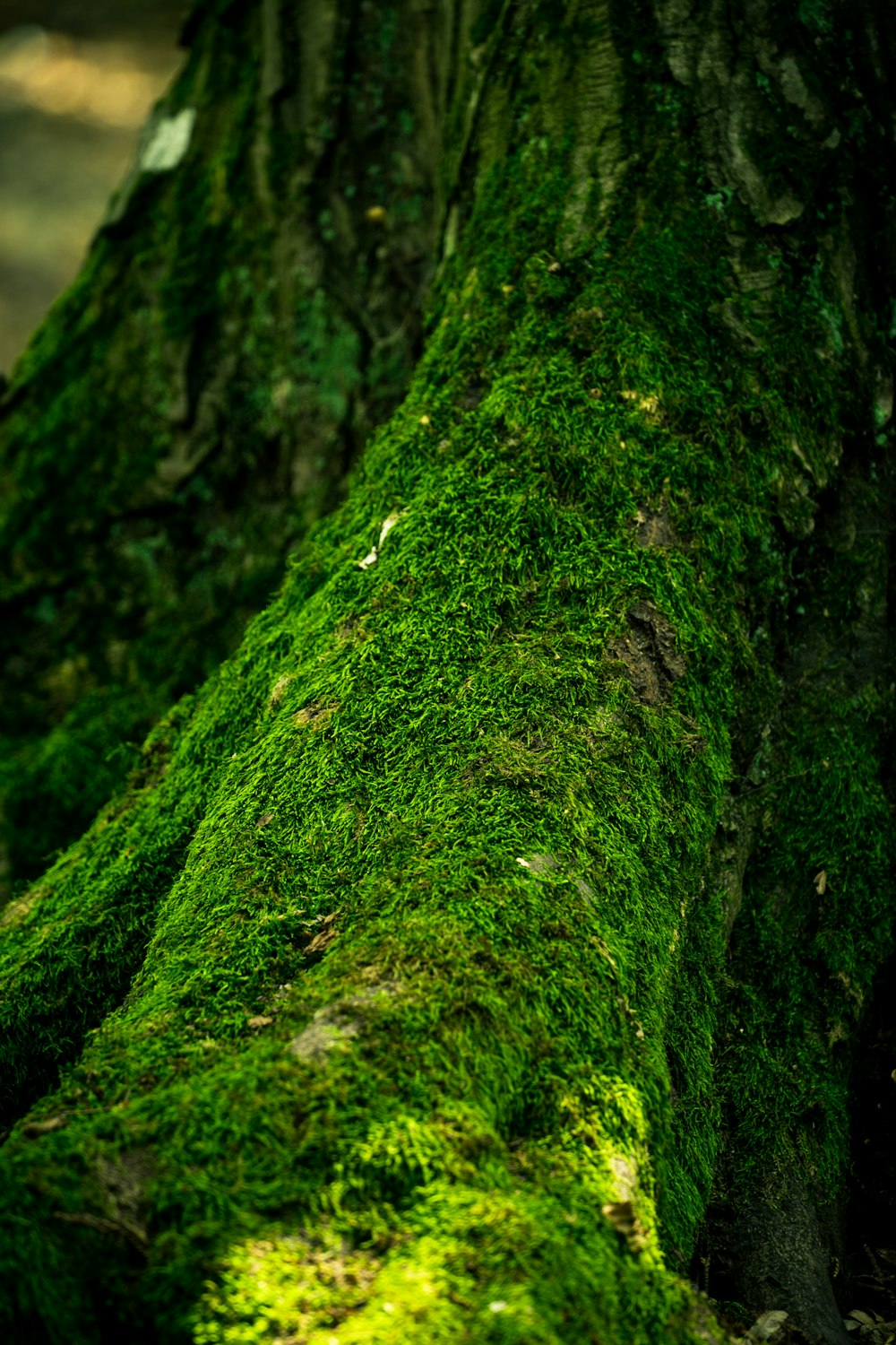 photo of tree covered with moss