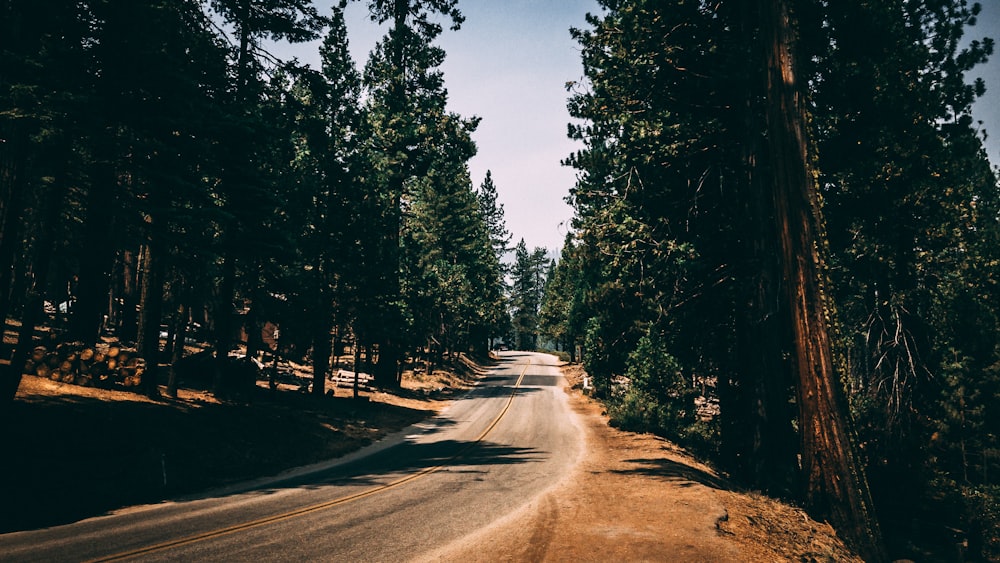 concrete road between brown and green trees