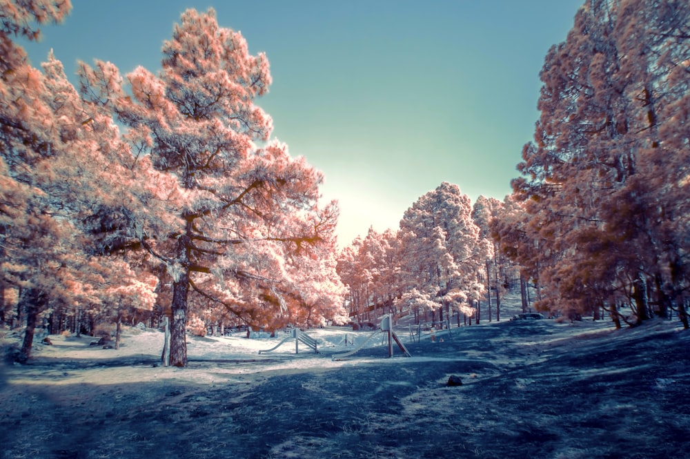 Cherry blossom trees digital wallpaper