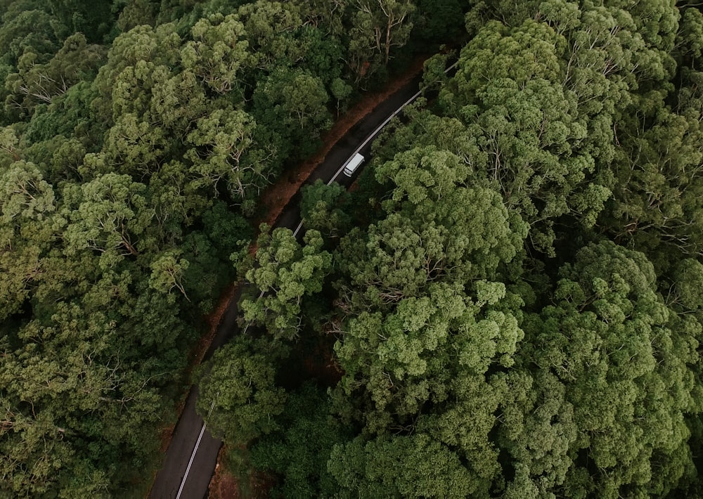 aerial photography of road in between trees
