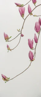 pink petaled flowers wallpaper