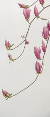 pink petaled flowers wallpaper
