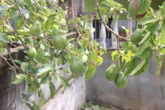 Ripe avocados hanging on a tree with green leaves, situated next to a stone or concrete wall. The background includes parts of a residential structure with railings and greenery.
