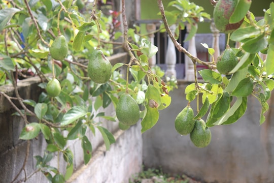 Ripe avocados hanging on a tree with green leaves, situated next to a stone or concrete wall. The background includes parts of a residential structure with railings and greenery.
