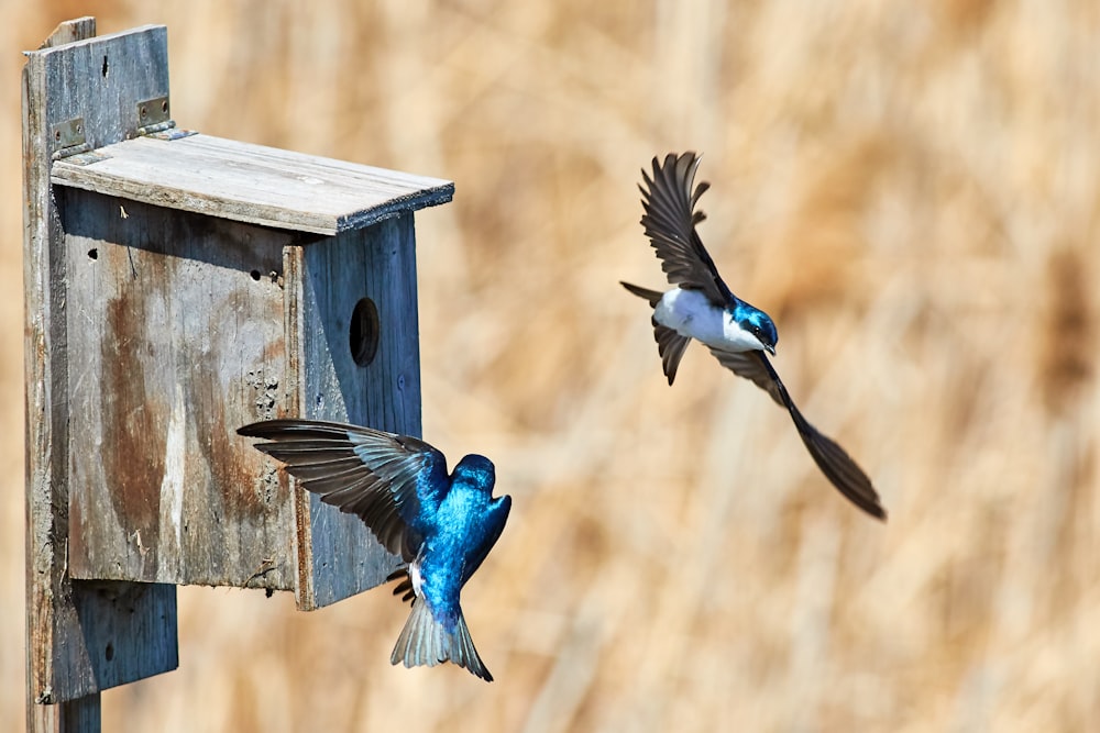 panning photo of two blue birds